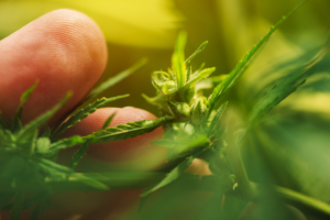 CBD Flower VS THC Flower